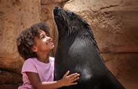 Sea Lion Point Atlantis The Palm 5*