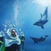 Dolphin Bay Atlantis The Palm 5*