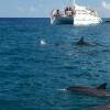 Pozorování delfínů a velryb