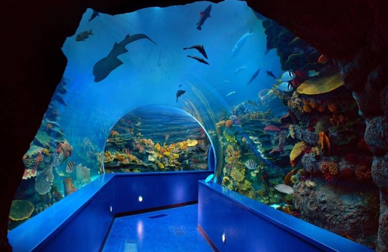 Atrakce Sharjah Aquarium, Spojené Arabské Emiráty
