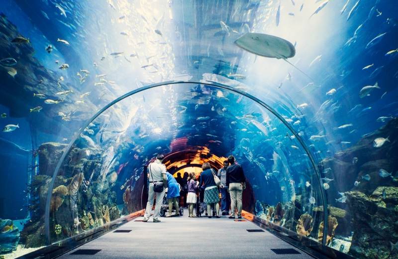 Atrakce Dubai Aquarium &amp; Underwater Zoo